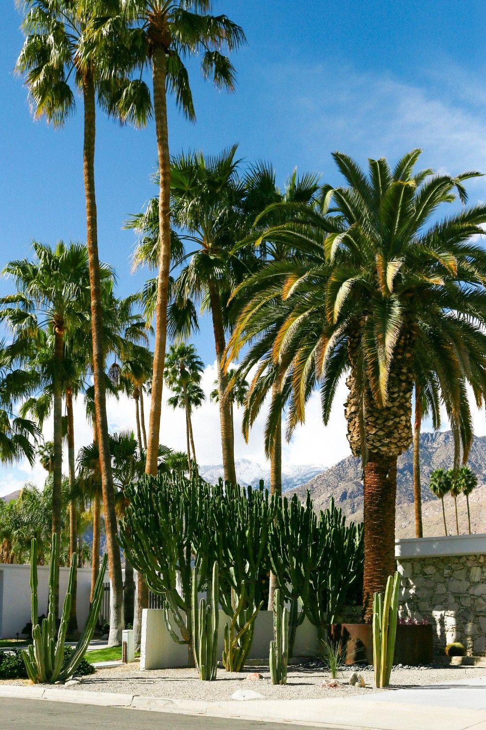 palm trees in the desert_palm springs california_best corporate retreat destinations_flok