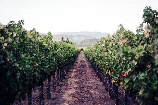 New Culture Chief of Staff Ben Freedman Weighs In On The Team’s Napa Retreat